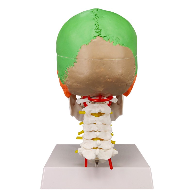 Osteopathic Skull Model with Cervical Vertebra Anatomical Educational Model, 1:1 Scale