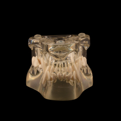 Canine Dental Model - Transparent Dog Jaw Bone, Veterinary Teaching