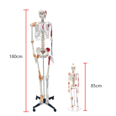 Full Skeleton Model 180cm with Colored Ligaments, Nerve, Stand