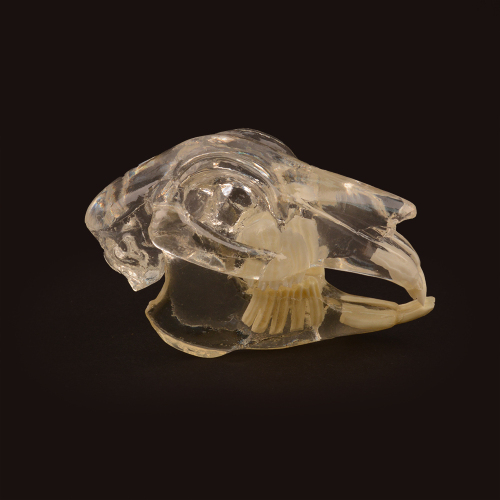 Clear 3D Rabbit Teeth Dentition Model with Skull, Jaw for Teaching