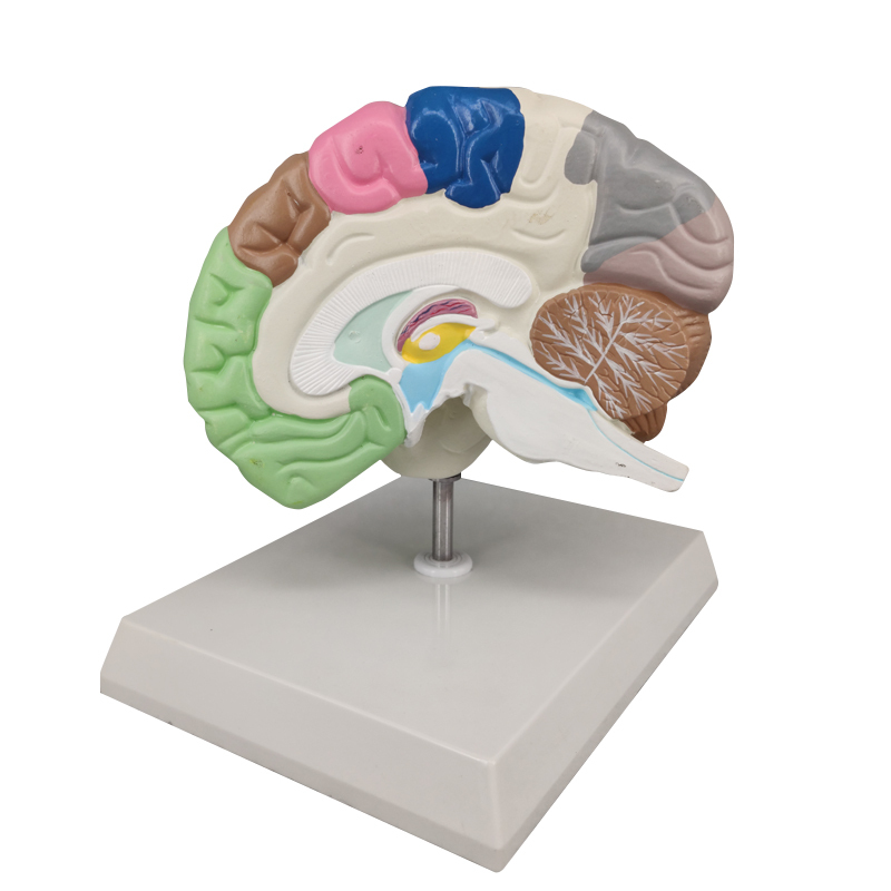 Half Brain Model, Colored Sensory and Motor Areas