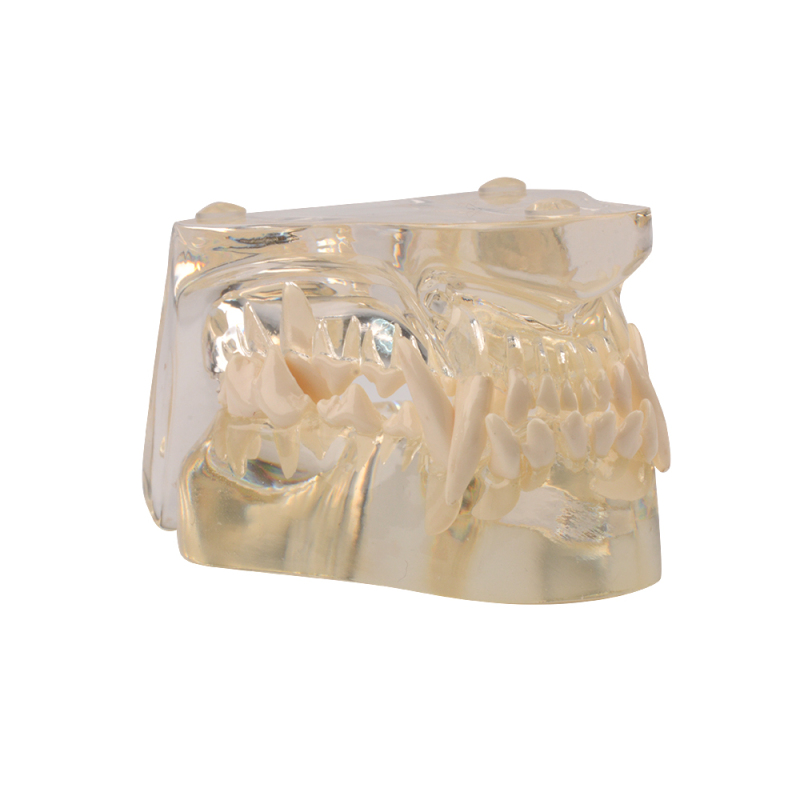 Canine Dental Model - Transparent Dog Jaw Bone, Veterinary Teaching