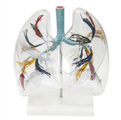 Transparent Human Lung Model with Bronchial Tree for Medical Teaching
