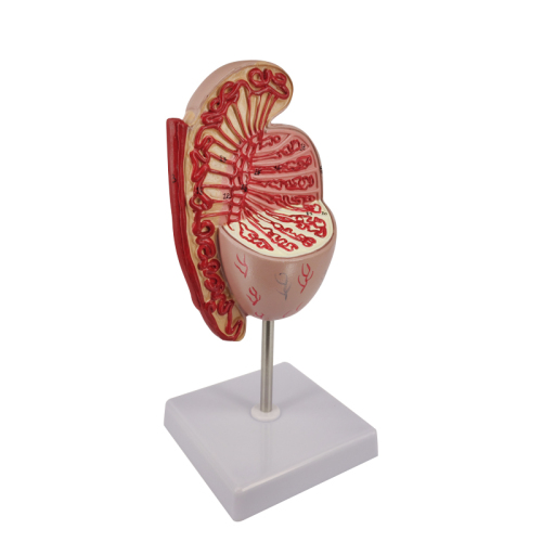 Male Reproductive System Anatomical Testis Teaching Model