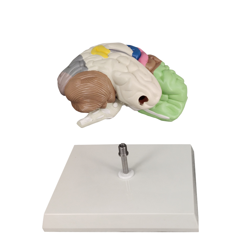 Half Brain Model, Colored Sensory and Motor Areas