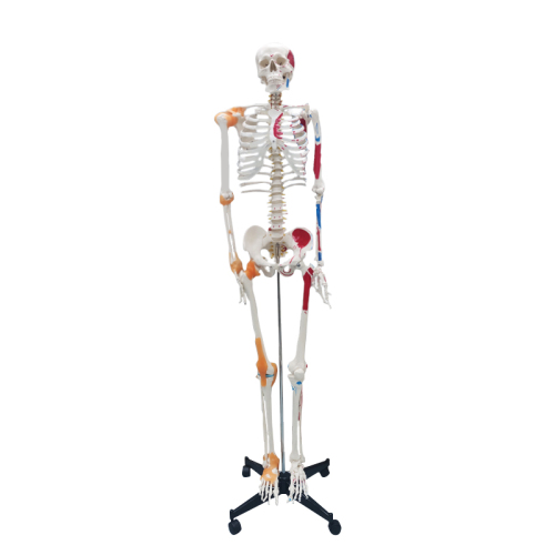 Full Skeleton Model 180cm with Colored Ligaments, Nerve, Stand