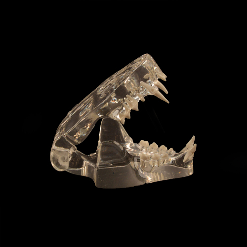 Feline Dental Model - Cat Teeth and Clear Jaw Veterinary Educational Tool