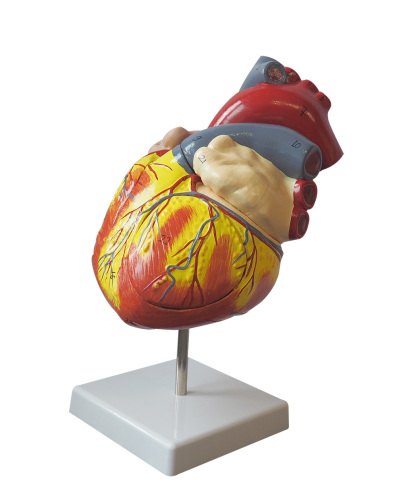 Heart Model in 4 Assemble Parts with Number Remark