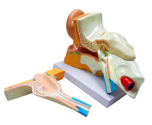 5 Times Education Medical Teaching 3D Anatomy Ear Model