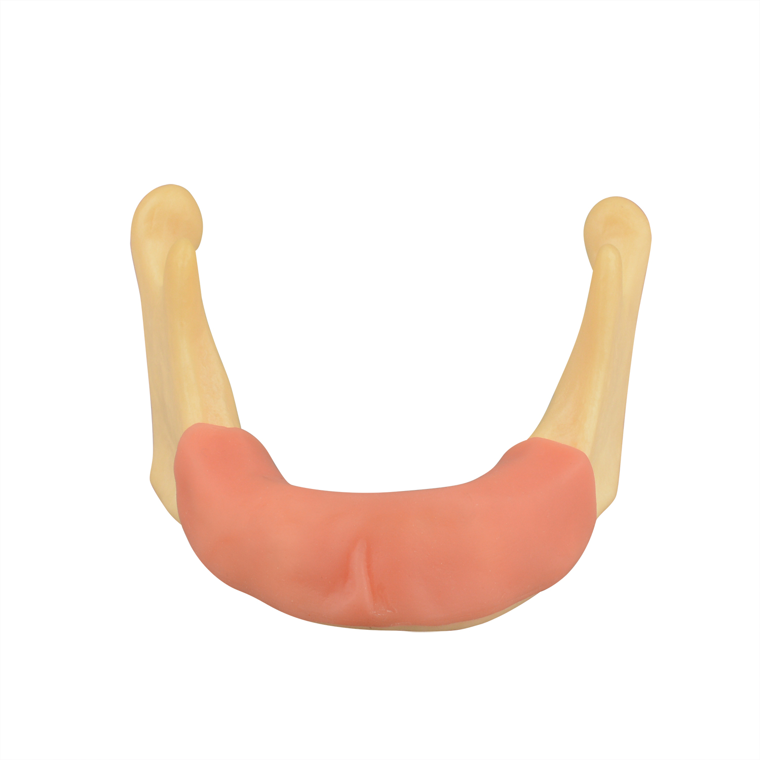 Mandible Lower Jaw Bone Model with Gum, Edentulous - Dental Practice Study