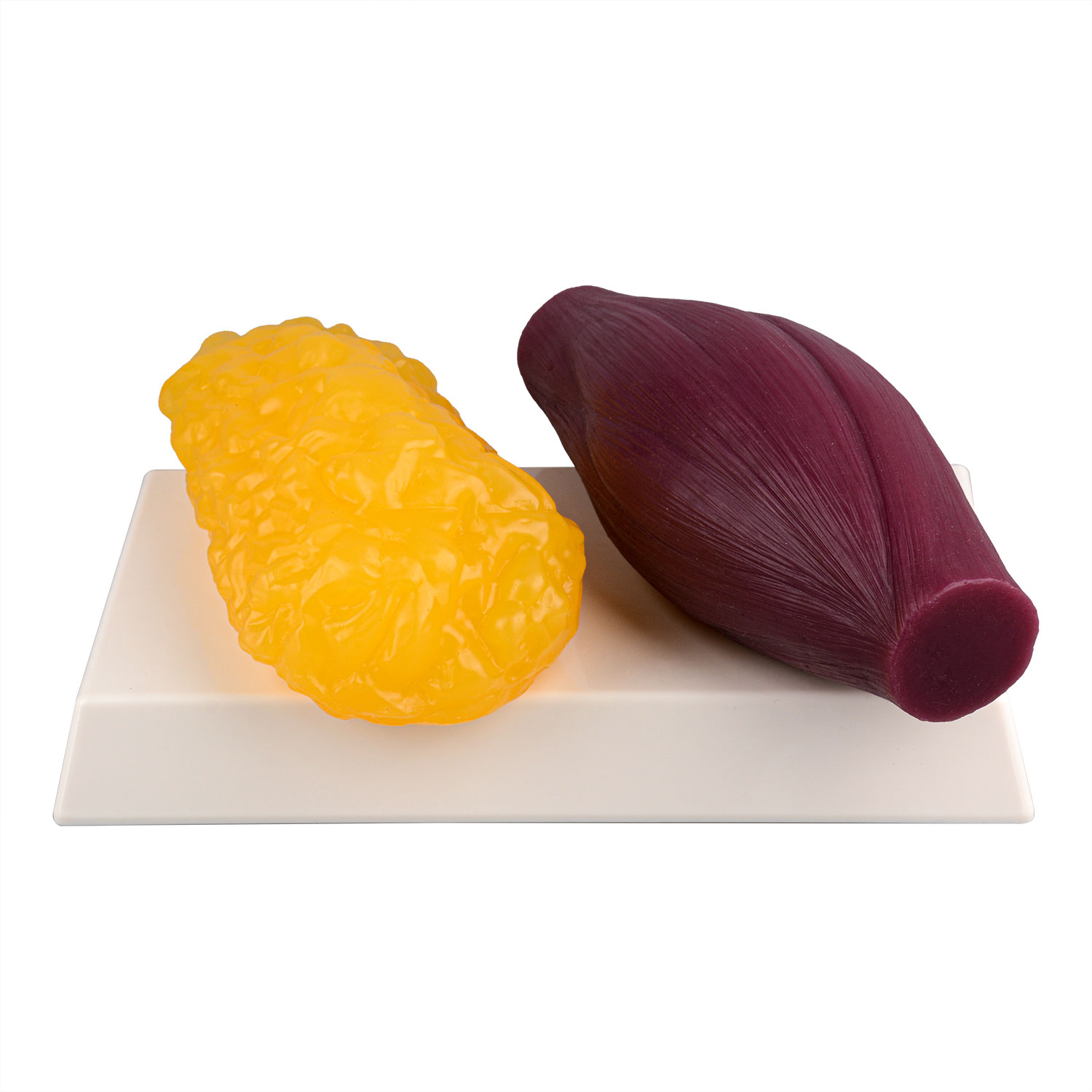 1lb Fat vs 1lb Muscle on Base, Rectangle Replica