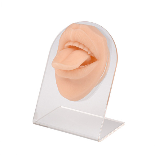 Silicone Tongue &amp; Mouth Piercing Practice Model with Stand