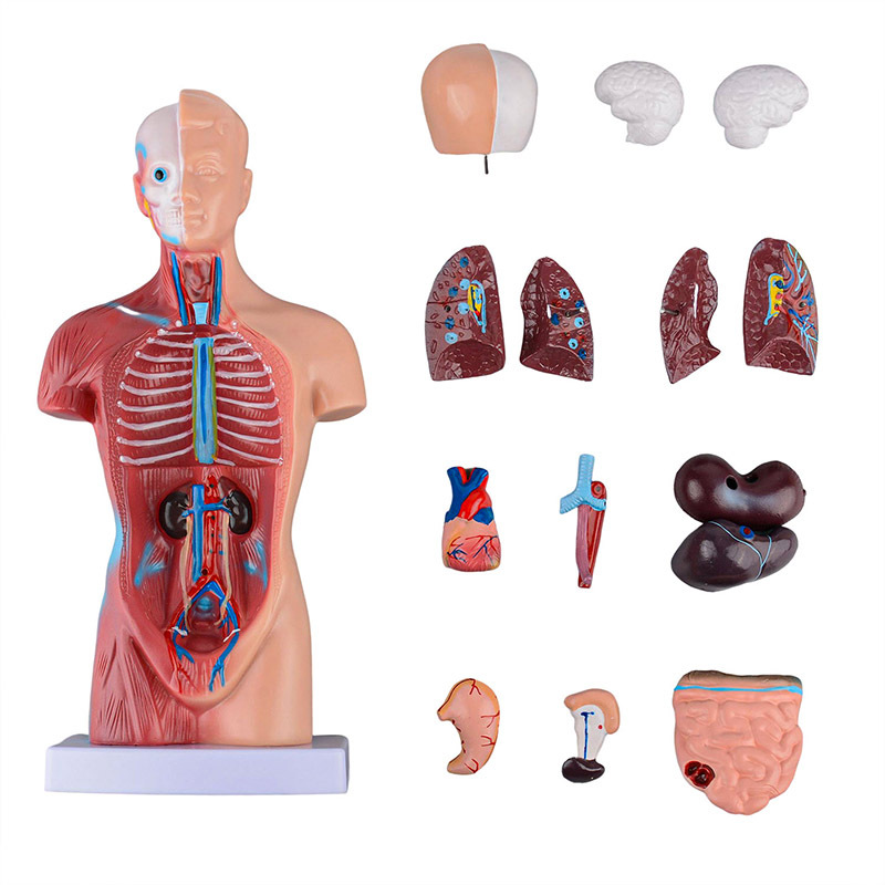 Unisex Mini Human Torso Model with Removal Parts（15 Parts）