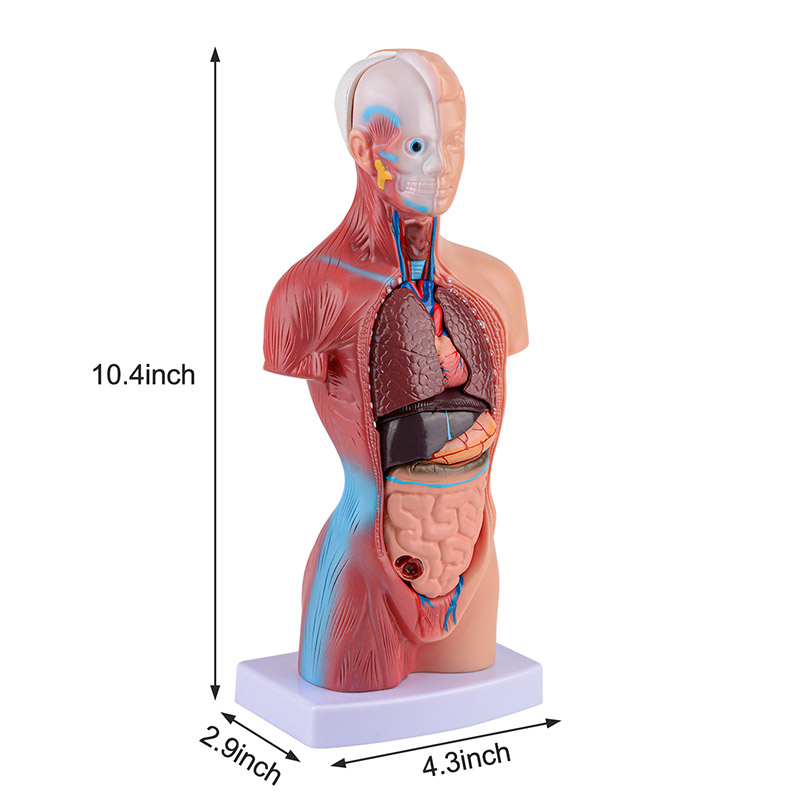 Unisex Mini Human Torso Model with Removal Parts（15 Parts）