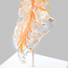 Clear Lumbar Spine Model with Sacrum, Life Size for Medical Education