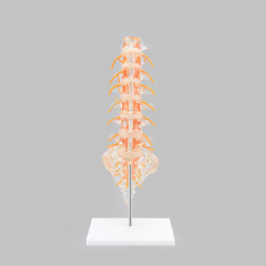 Clear Lumbar Spine Model with Sacrum, Life Size for Medical Education