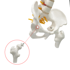 45cm Full Spine Skeleton Model with Femur & Disc Pelvis for Chiropractors