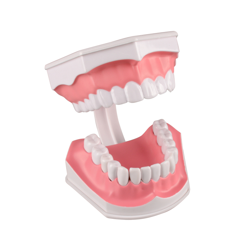 Adult Tooth Brushing Model, 2 Times Enlarge for Dental Teaching