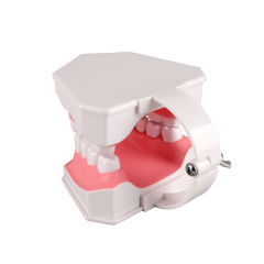 Adult Tooth Brushing Model, 2 Times Enlarge for Dental Teaching