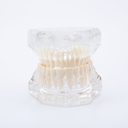 Transparent Human Teeth &amp; Roots Model for Dental Study