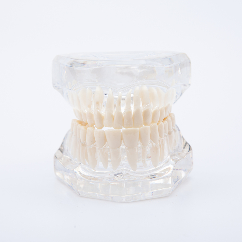 Transparent Human Teeth & Roots Model for Dental Study
