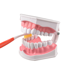 Adult Tooth Brushing Model, 2 Times Enlarge for Dental Teaching