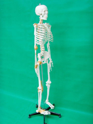 Real Human Skeleton 170cm for Medical Students