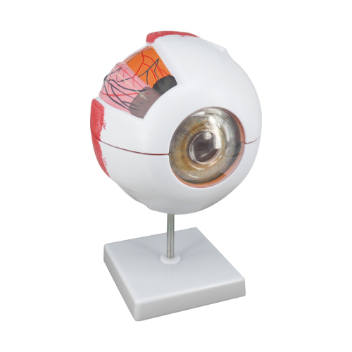 6X Enlarged Human Eye Model, Anatomical Eyeball for Education