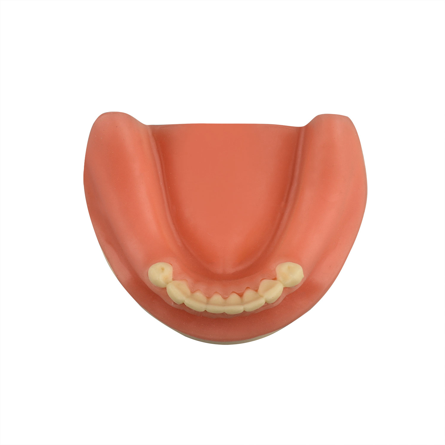 Dental Implant Training Lower Jaw Model