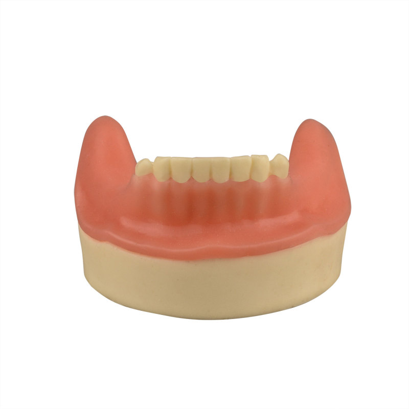 Dental Implant Training Lower Jaw Model