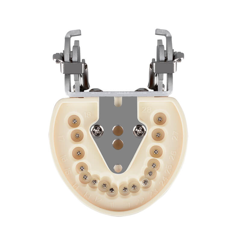 Dental Typodont Teeth Model - Study Cavity Preparation Practice, Detachable