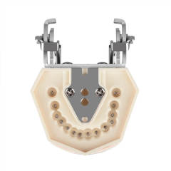 Dental Typodont Teeth Model - Study Cavity Preparation Practice, Detachable