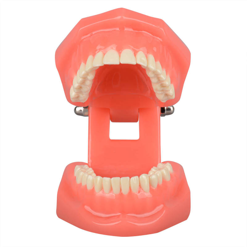 Tydodonts Orthontics Study Model for Dental Teaching and Demonstration