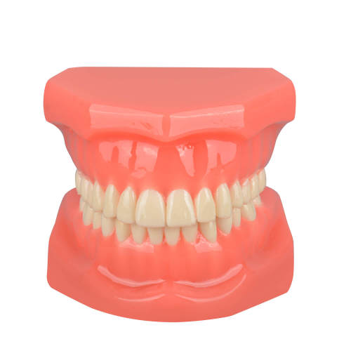 Tydodonts Orthontics Study Model for Dental Teaching and Demonstration