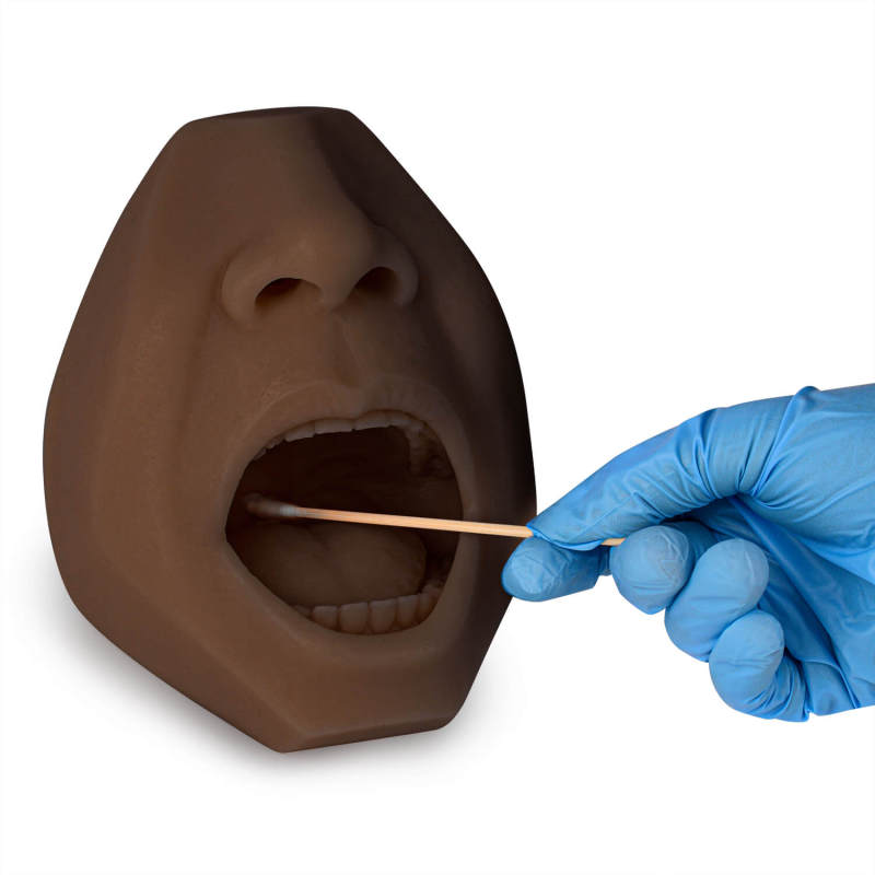 Mouth & Saliva-oral Fluid Drug Testing Training Model
