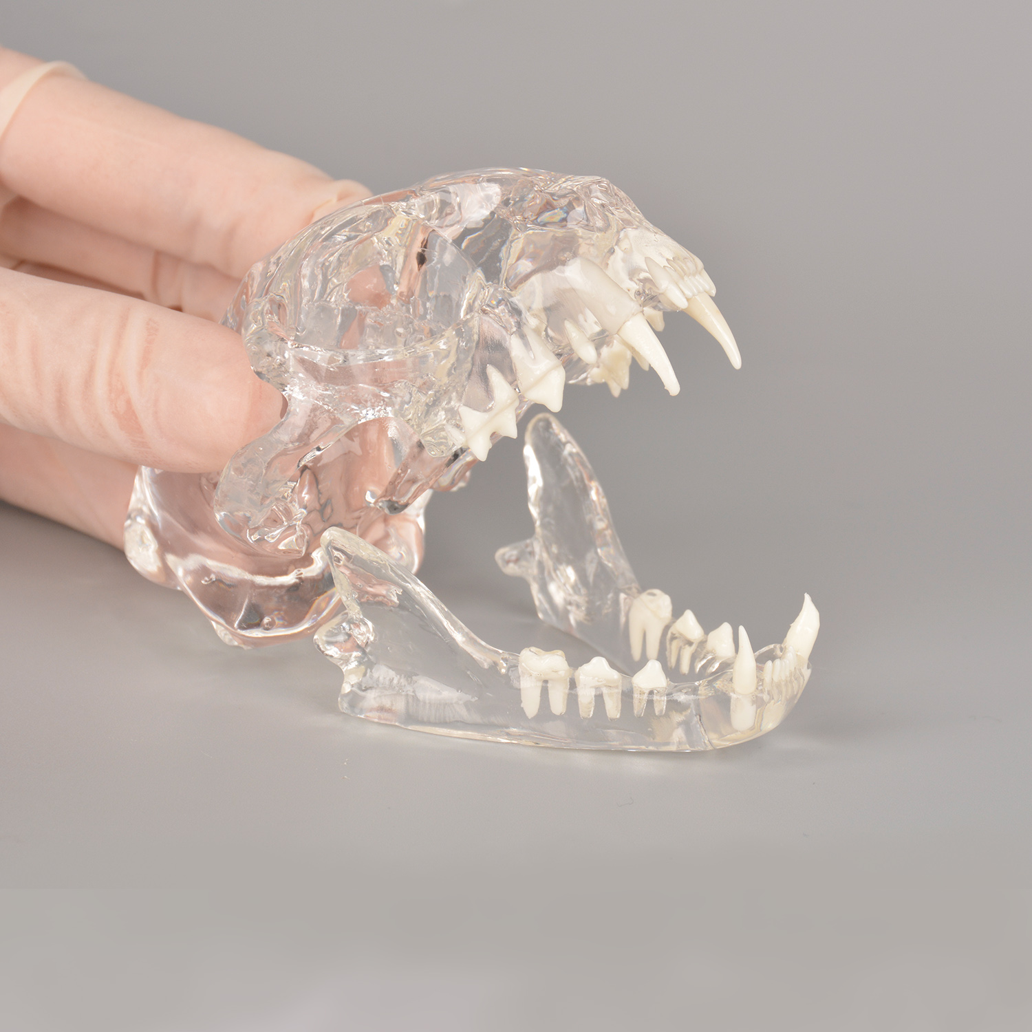 Feline Skull Dentoform Model w/o Radiopaque Teeth