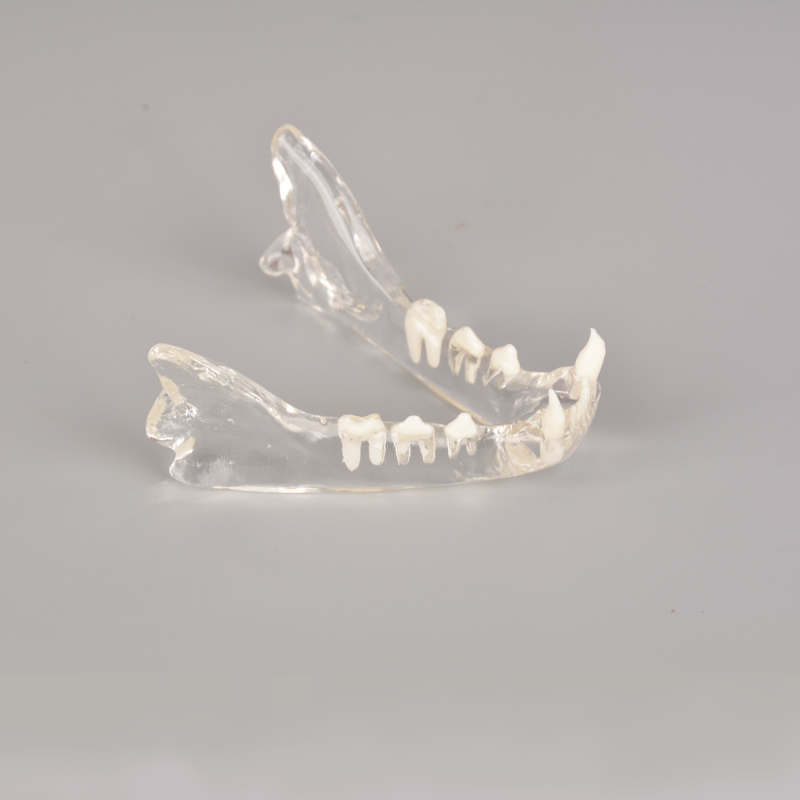 Feline Skull Dentoform Model w/o Radiopaque Teeth
