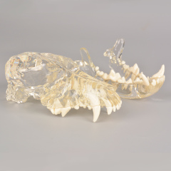 Canine Skull Dentoform Dental Model w/o Radiopaque Teeth