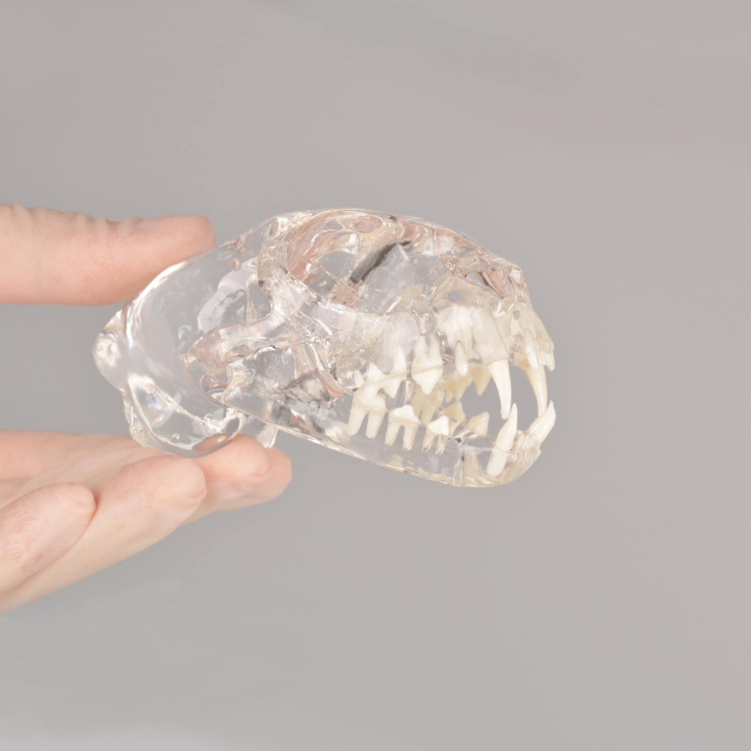 Feline Skull Dentoform Model w/o Radiopaque Teeth