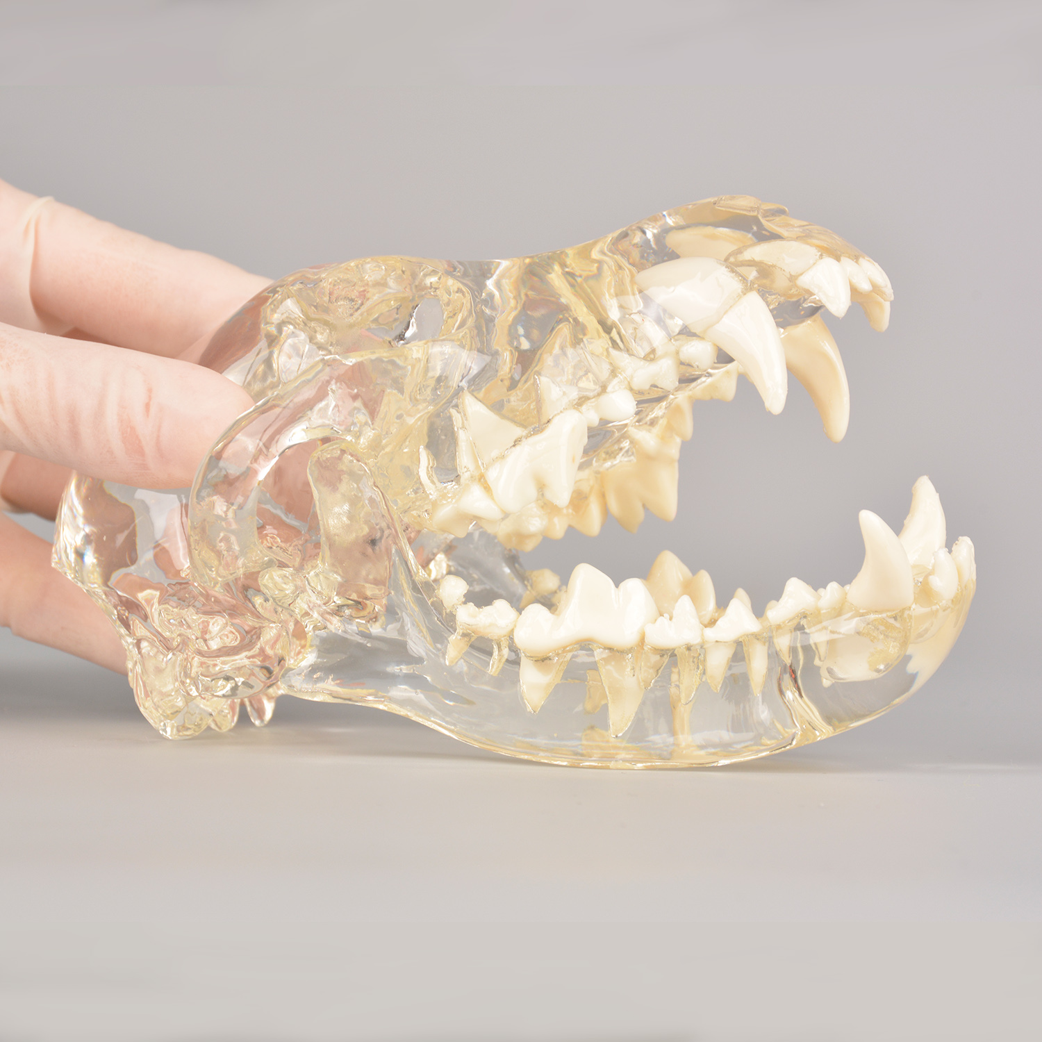 Canine Skull Dentoform Dental Model w/o Radiopaque Teeth