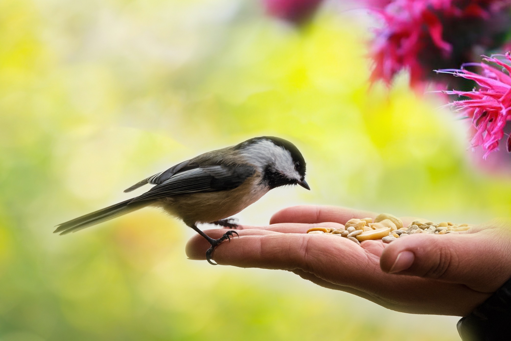 The path from beginner to expert bird feeding hobbyist is just five steps long