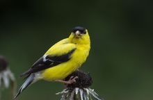 Carduelis tristis-Goldfinch