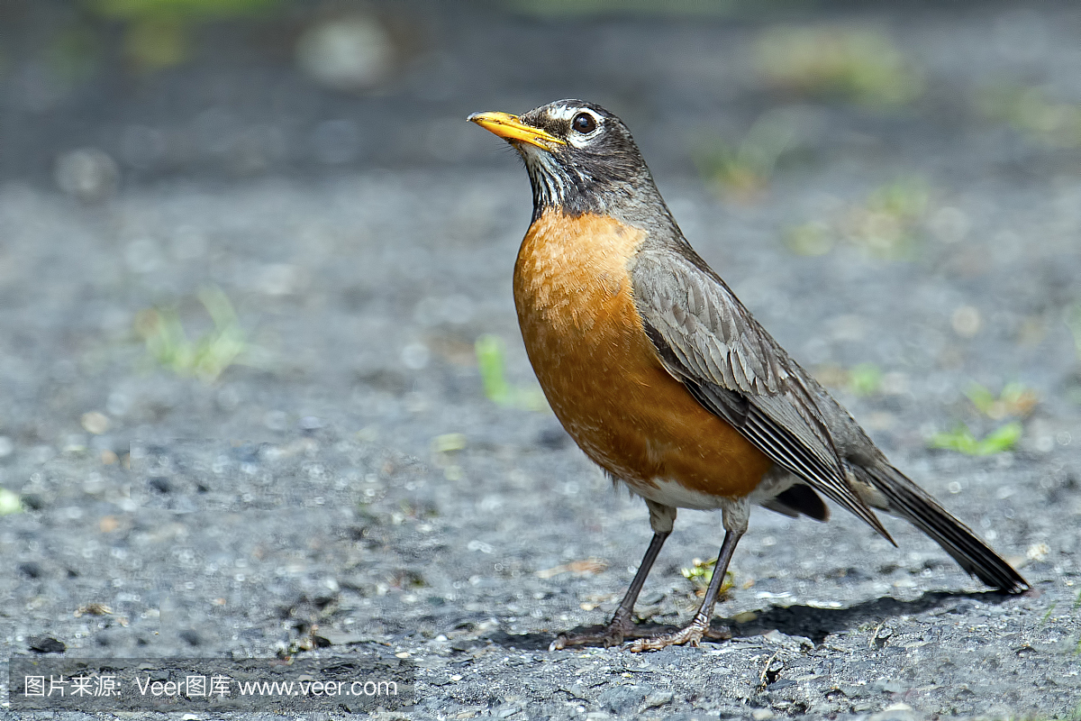 The American robin is a common songbird in North America and has been selected as a state bird in several American states