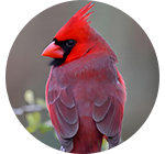 Cardinal-Grosbeaks