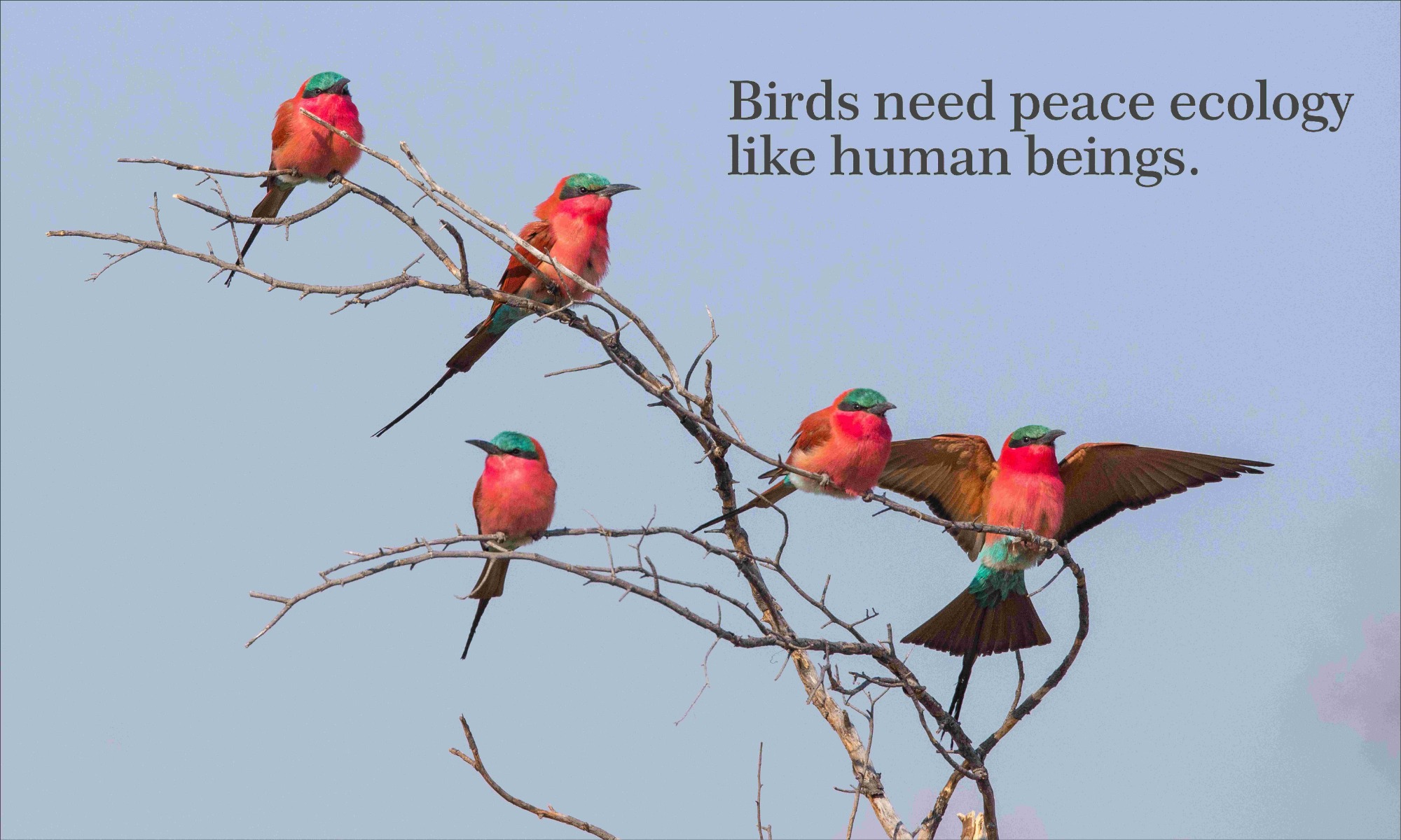 Magenta bee-eaters