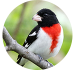 Rose-breasted Grosbeak