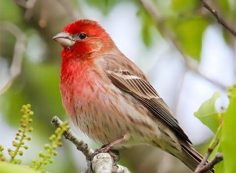 Detailed Introduction of the House Finch (Haemorhous mexicanus)