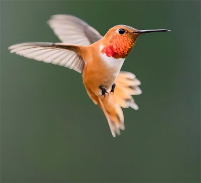 Introduction to Hummingbirds