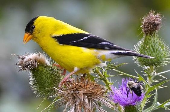 Comprehensive Overview of Spinus tristis (American Goldfinch)