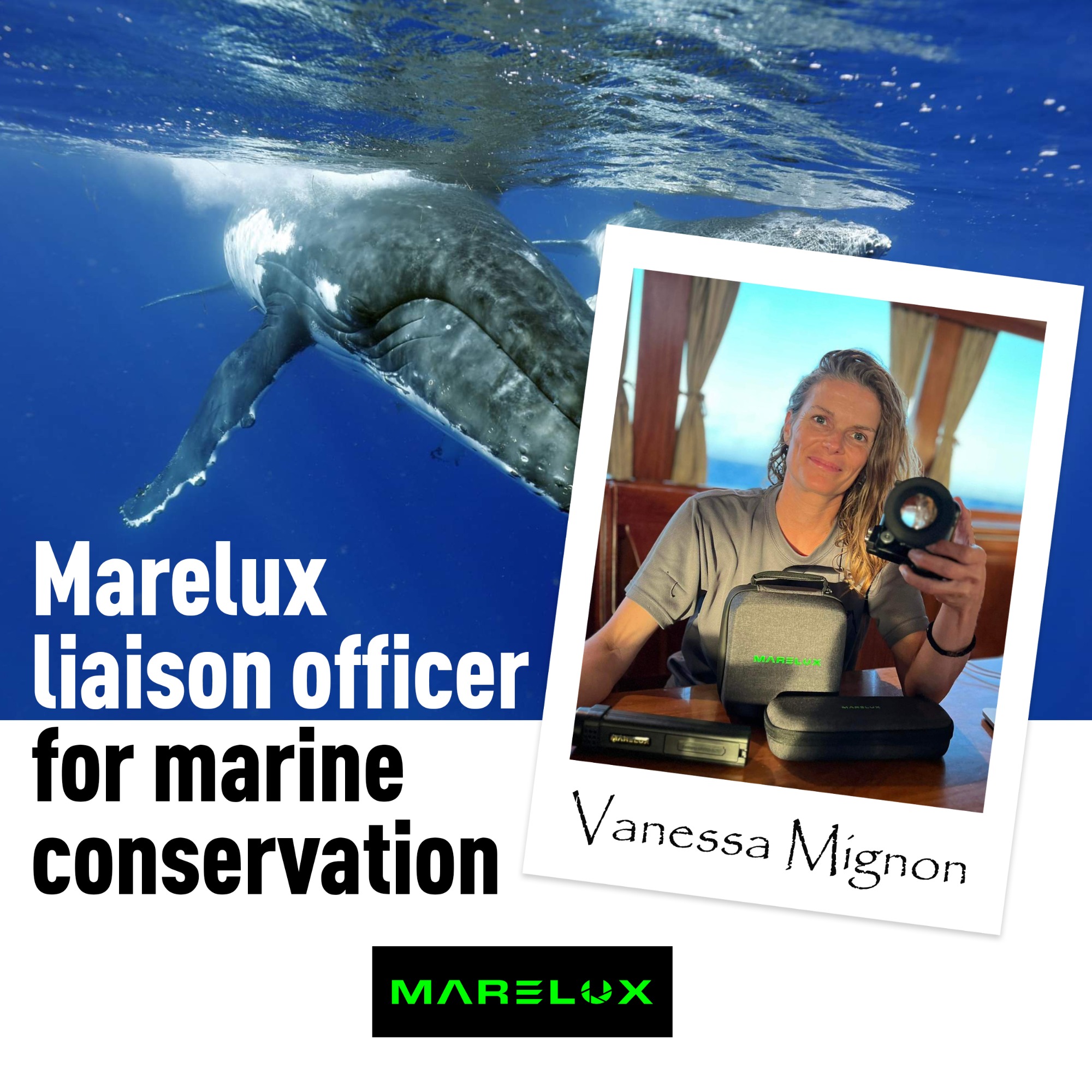 Marelux liaison officer for marine conservation